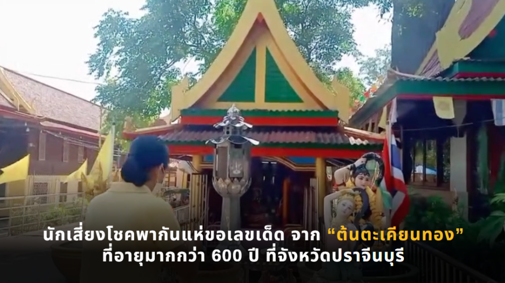 นักเสี่ยงโชคพากันแห่ขอเลขเด็ด จาก “ต้นตะเคียนทอง” ที่อายุมากกว่า 600 ปี ที่จังหวัดปราจีนบุรี